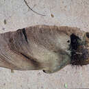 Image of Geoffroea spinosa Jacq.