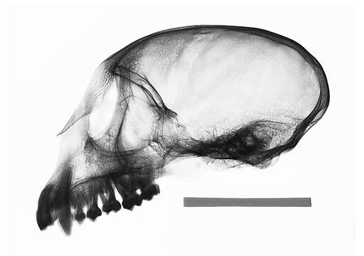 Image of Cercopithecus mitis kolbi Neumann 1902