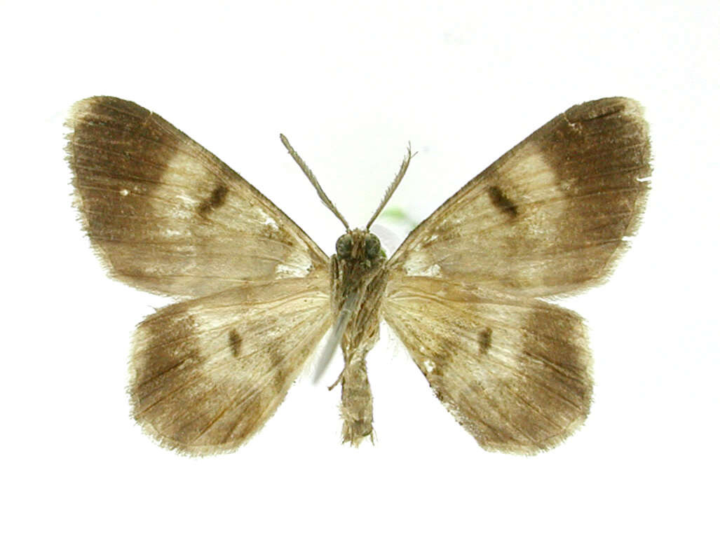 Image of Hymenomima exangulata Warren 1906