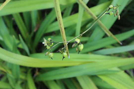 Image of Harebell