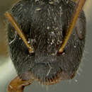 Слика од Camponotus reticulatus fullawayi Wheeler 1912