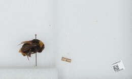 Imagem de Bombus californicus Smith 1854