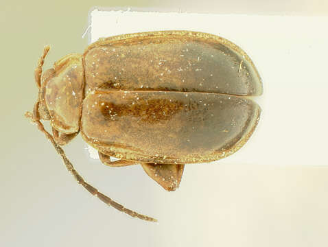 Image of Hyphasis Harold 1877