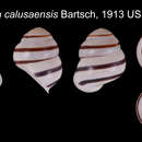 Image of Cochlostyla calusaensis Bartsch