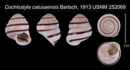 Image de Cochlostyla calusaensis Bartsch