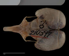 Image of Microdipodops pallidus pallidus Merriam 1901