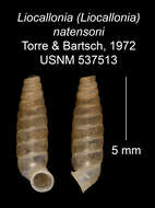 Imagem de Liocallonia natensoni C. Torre & Bartsch 1972