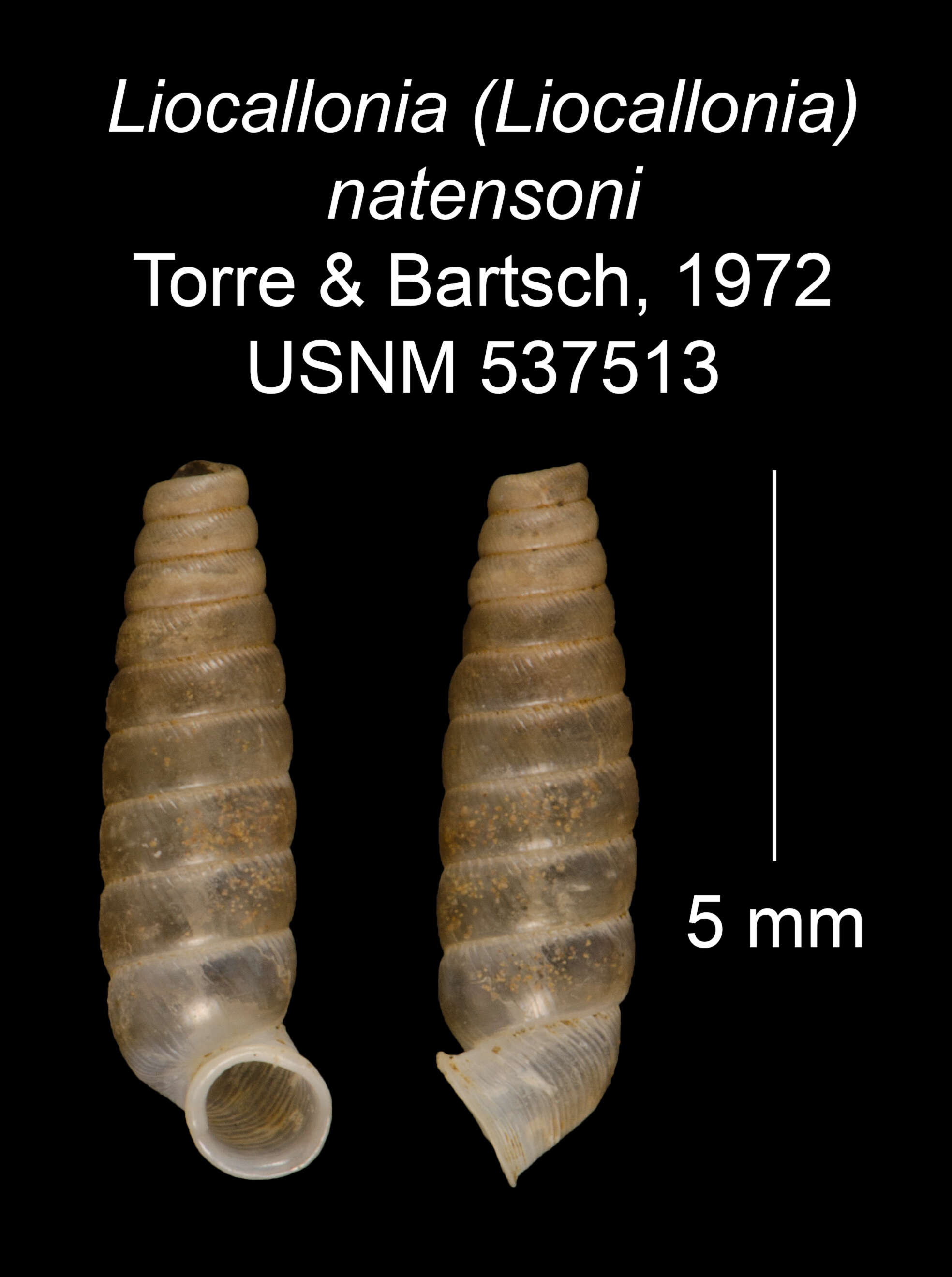 Imagem de Liocallonia natensoni C. Torre & Bartsch 1972