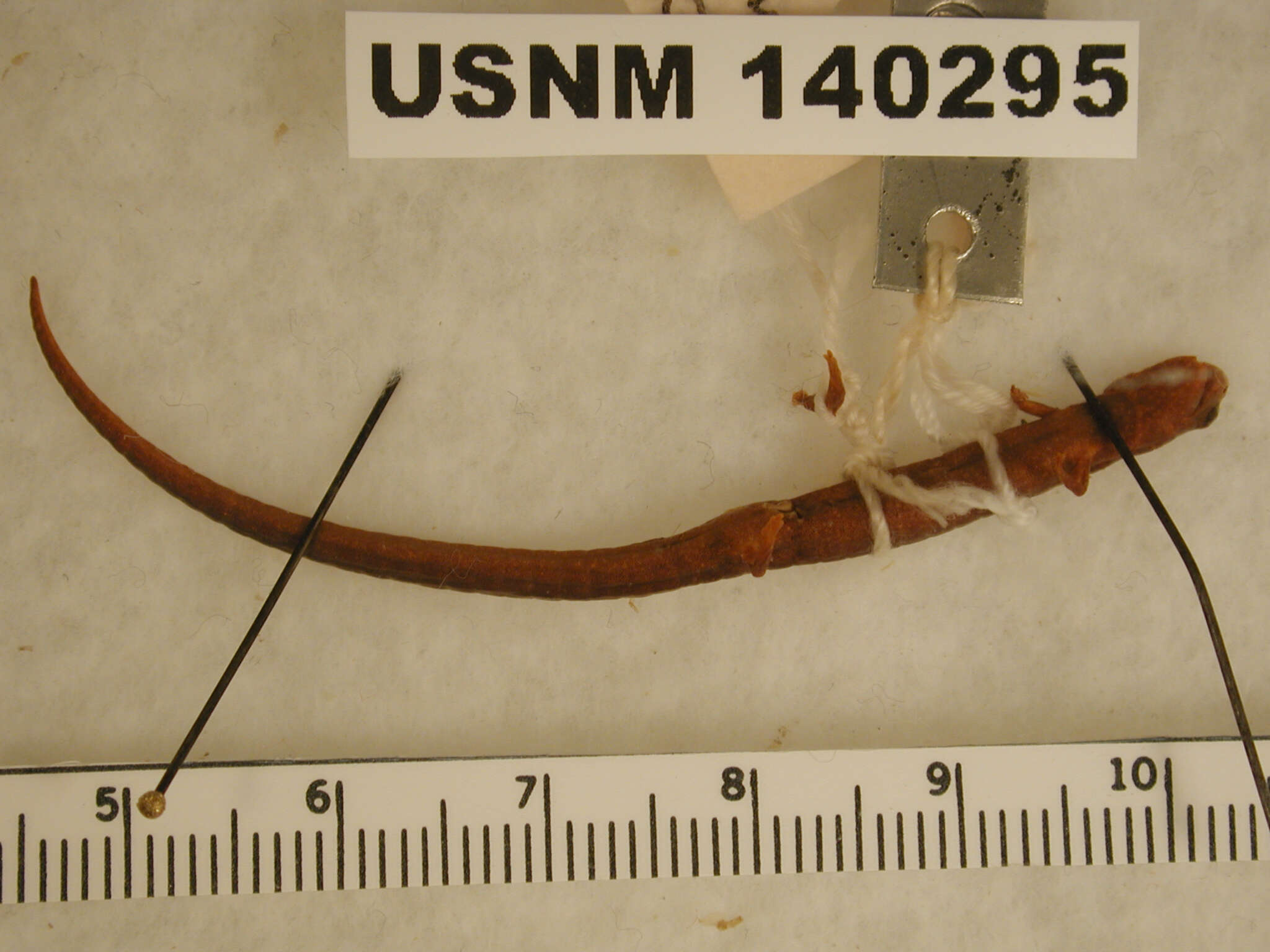 Image of Schmidt's Pygmy Salamander