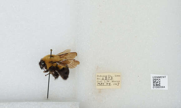 صورة Bombus bimaculatus Cresson 1864