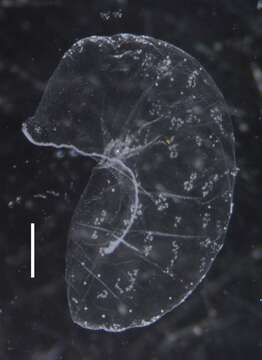 Image of Apolemia rubriversa Siebert, Pugh, Haddock & Dunn 2013