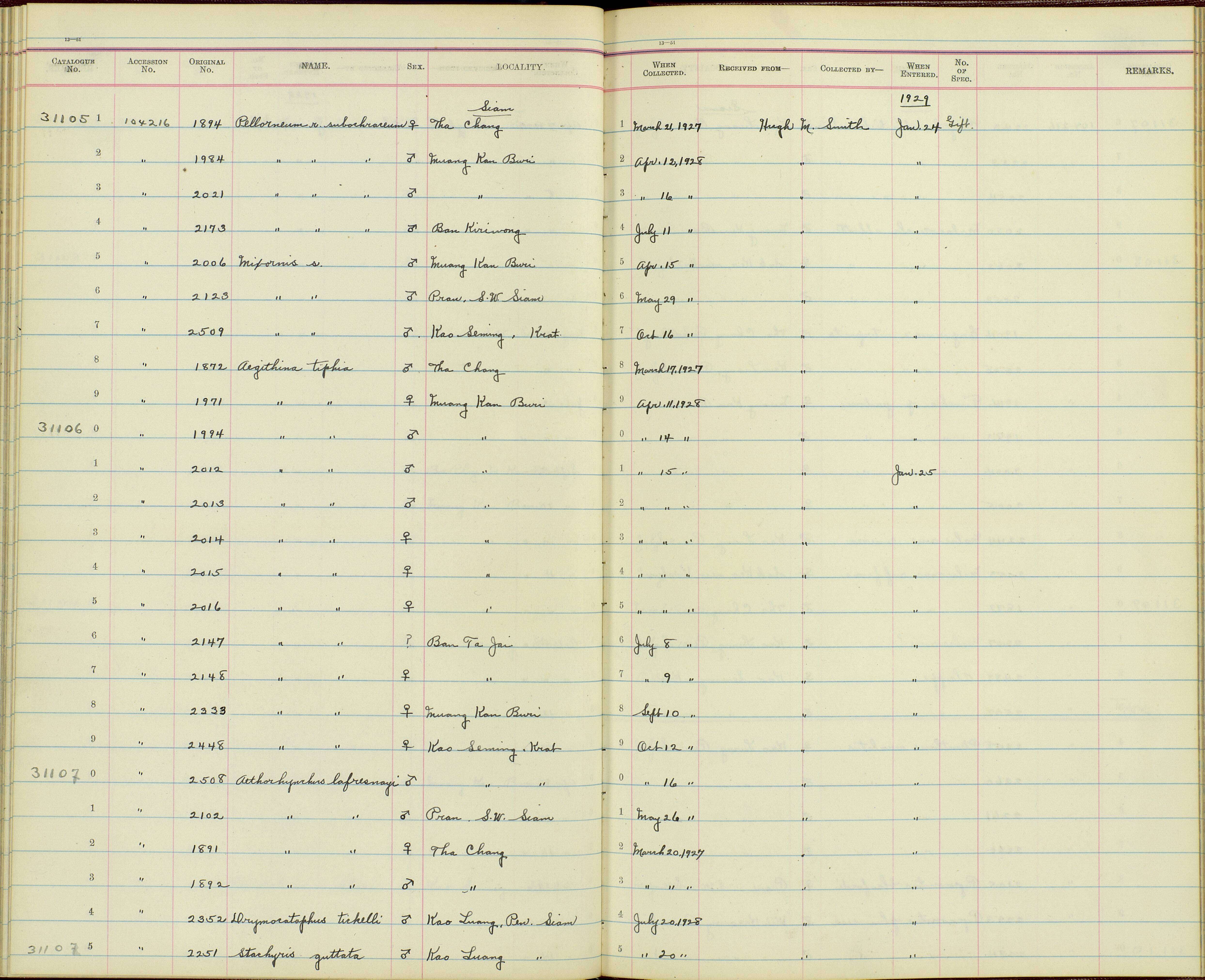 Aegithina tiphia horizoptera Oberholser 1912 resmi