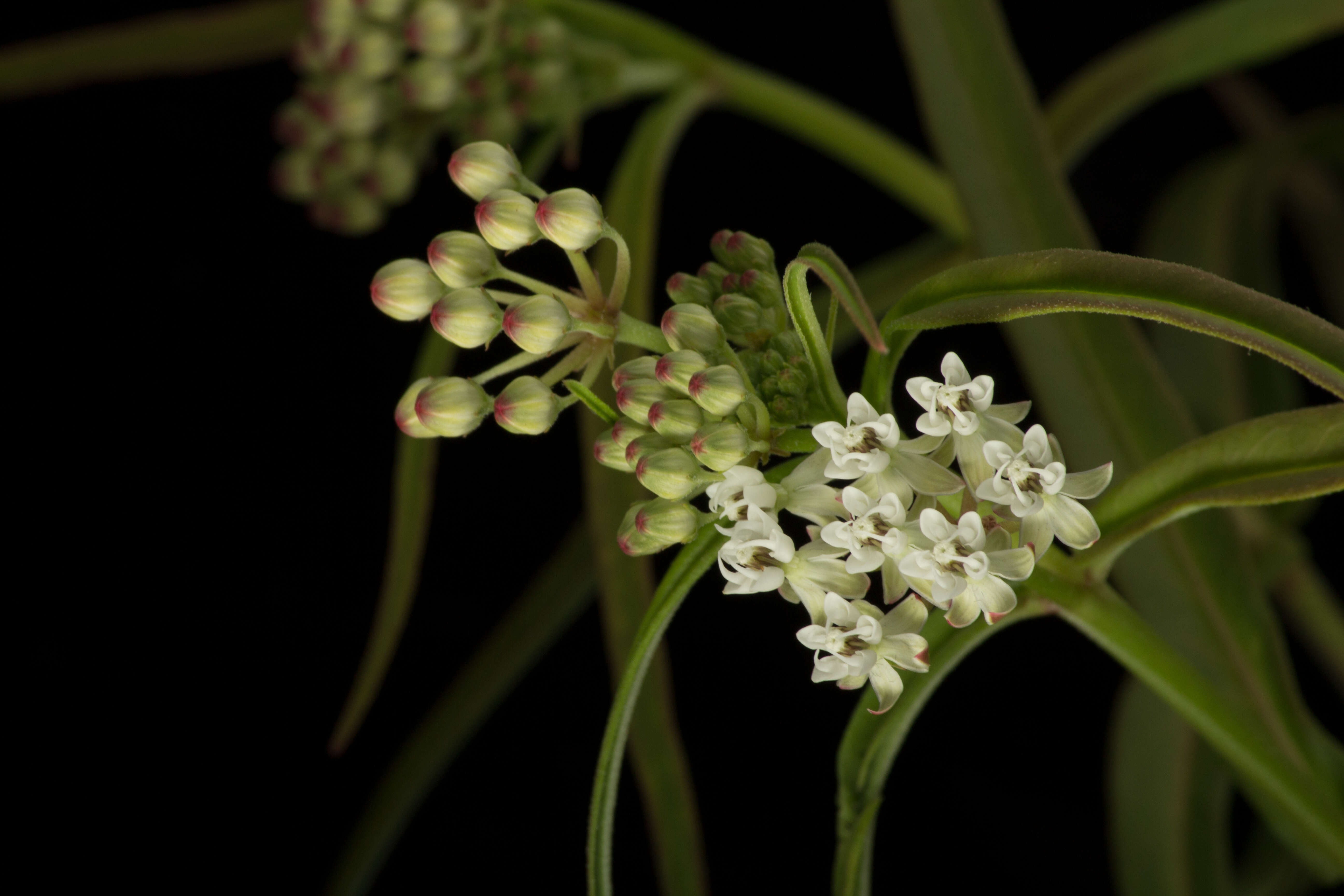 Plancia ëd Asclepias woodsoniana Standl. & Steyerm.