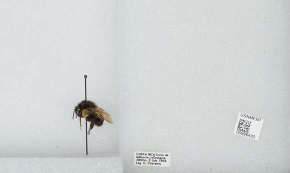 Image of Bombus ephippiatus Say 1837