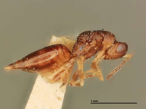 Image of Eurytomocharis triodiae Howard 1896