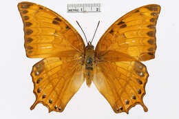 Imagem de Charaxes affinis Butler 1865