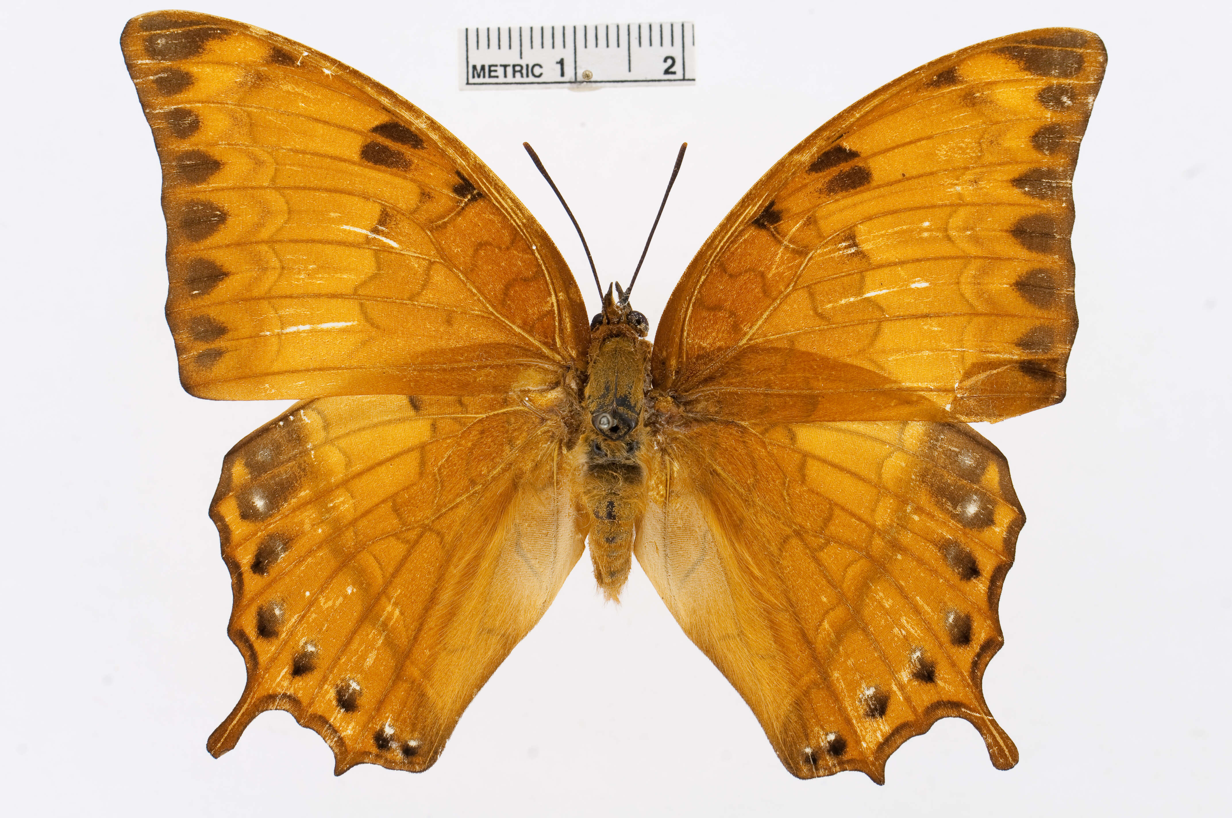 Imagem de Charaxes affinis Butler 1865