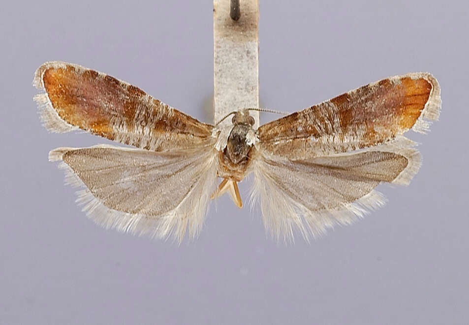Image of Rhyacionia cibriani Miller 1988