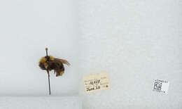 Image de Bombus insularis (Smith 1861)