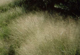 Imagem de Muhlenbergia asperifolia (Nees & Meyen ex Trin.) Parodi