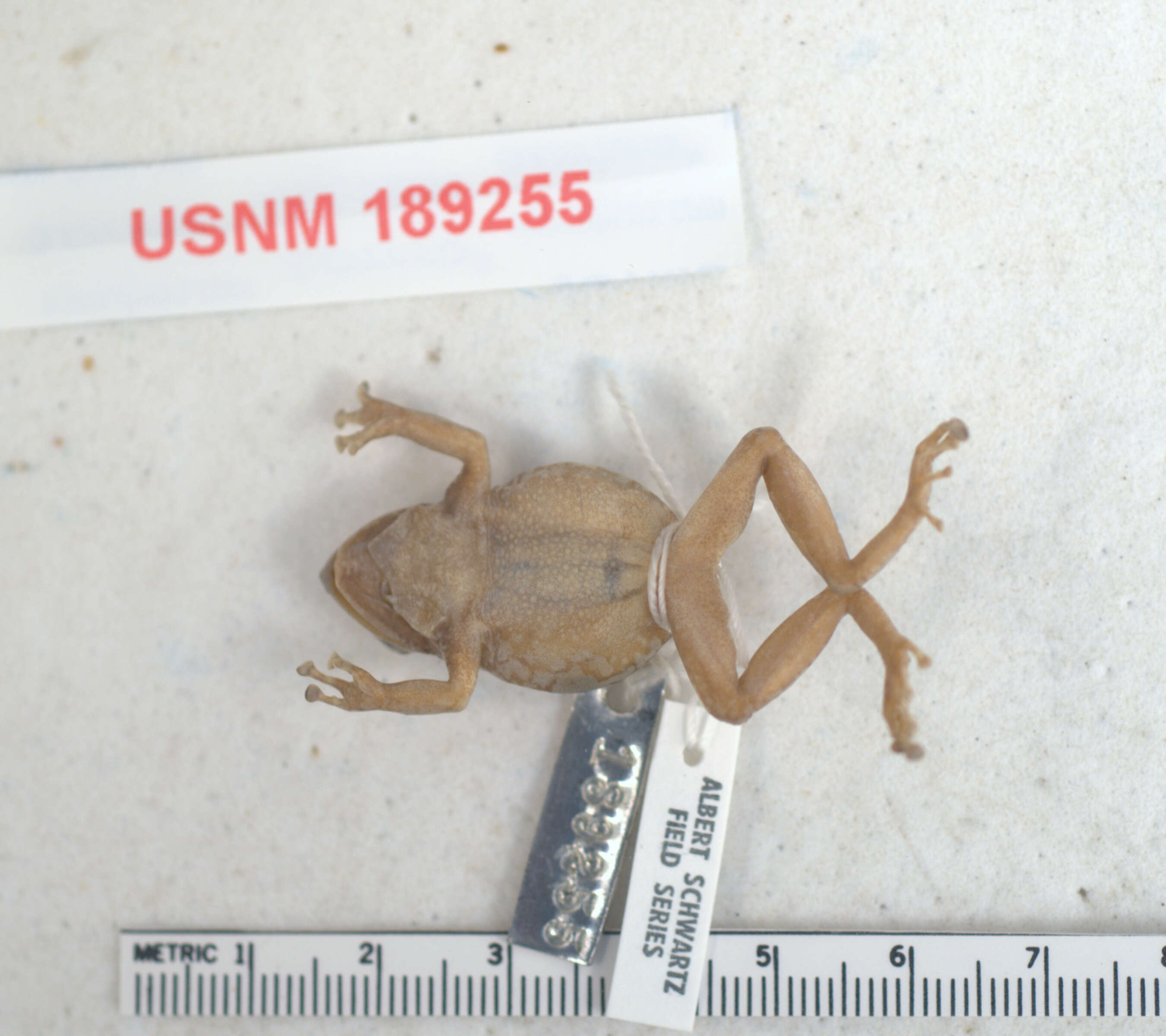 Image of Eleutherodactylus fowleri Schwartz 1973