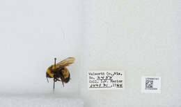 Слика од Bombus affinis Cresson 1864