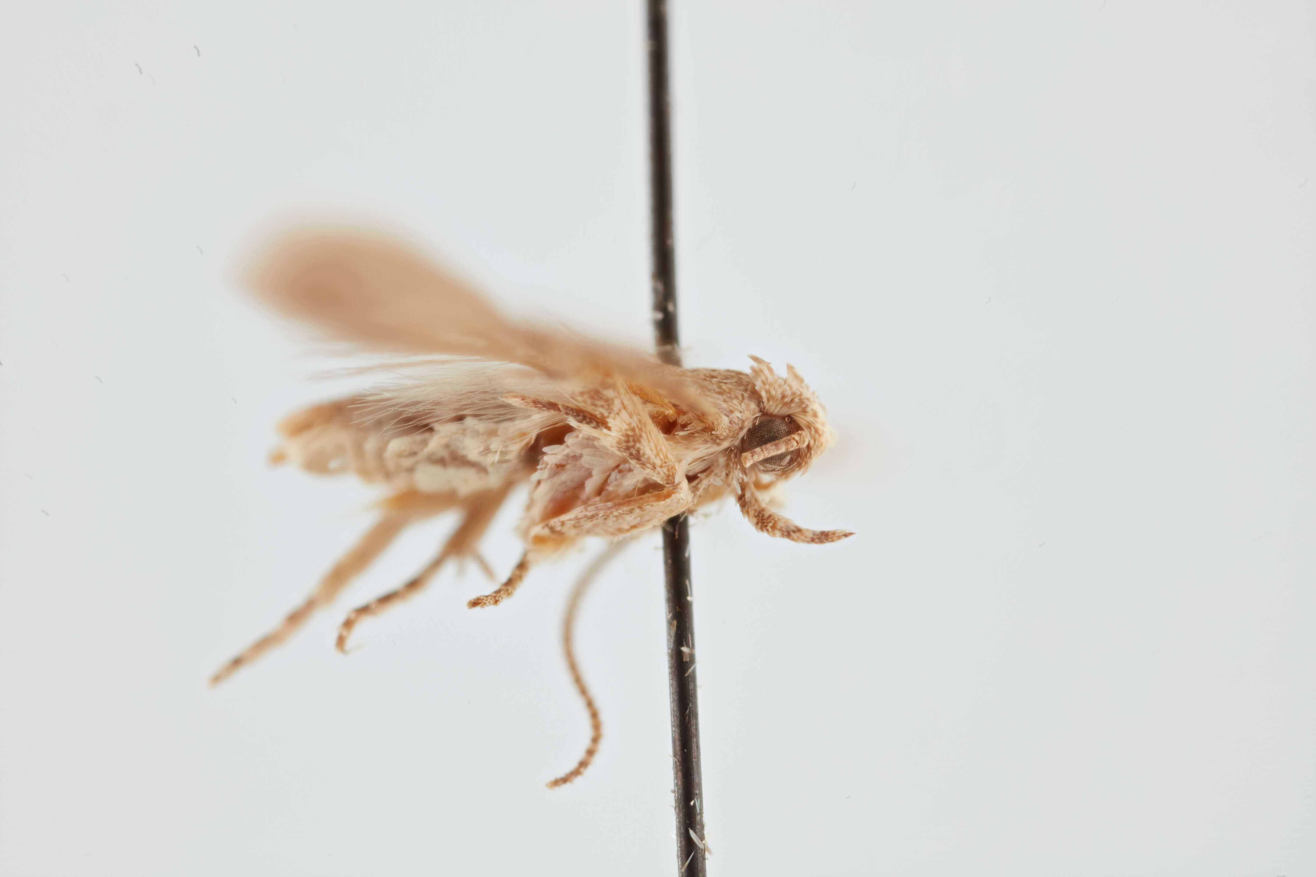 Image of Tomato pinworm