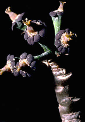 Sivun Euphorbia haeleeleana Herbst kuva