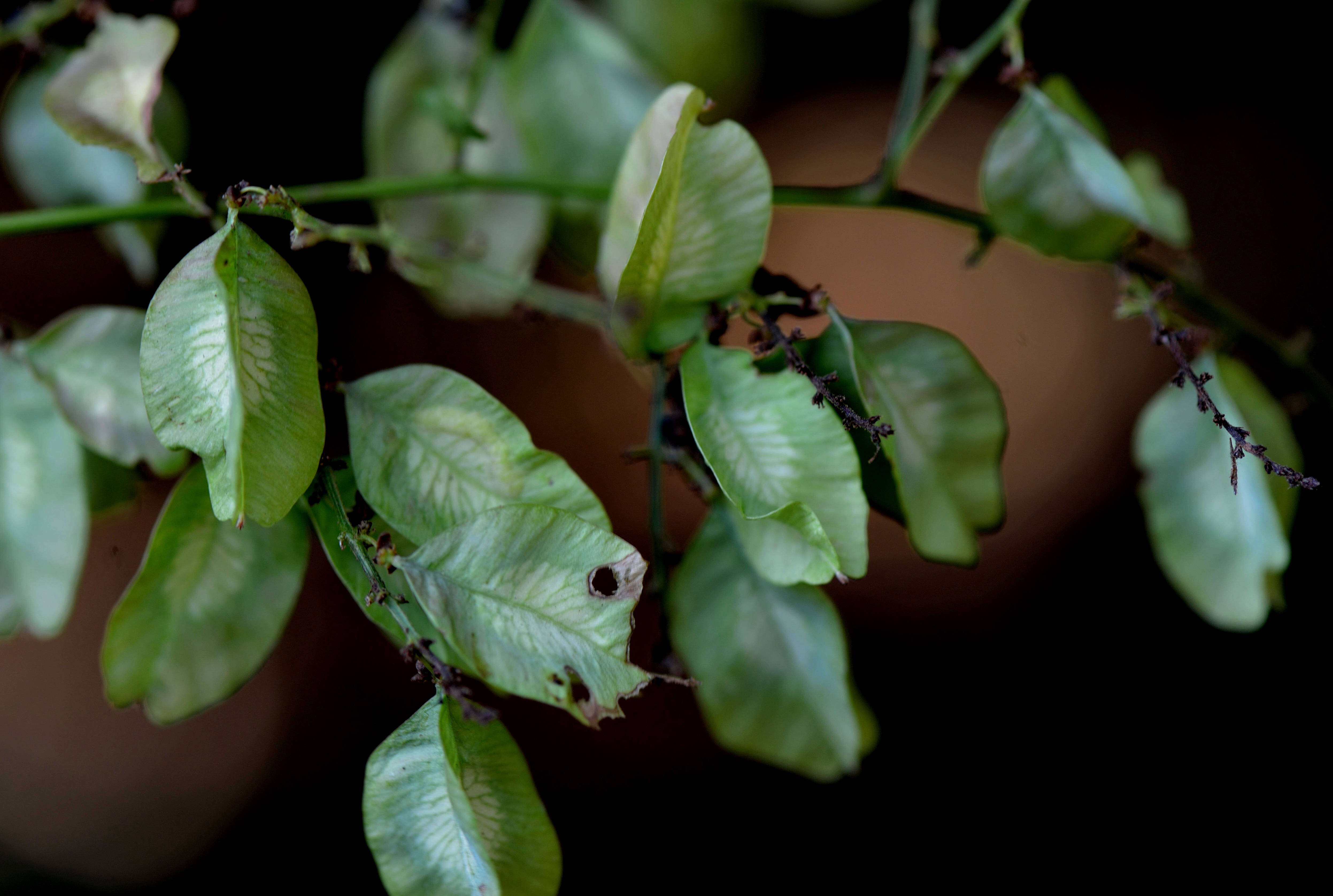 Image of Urvillea laevis Radlk.