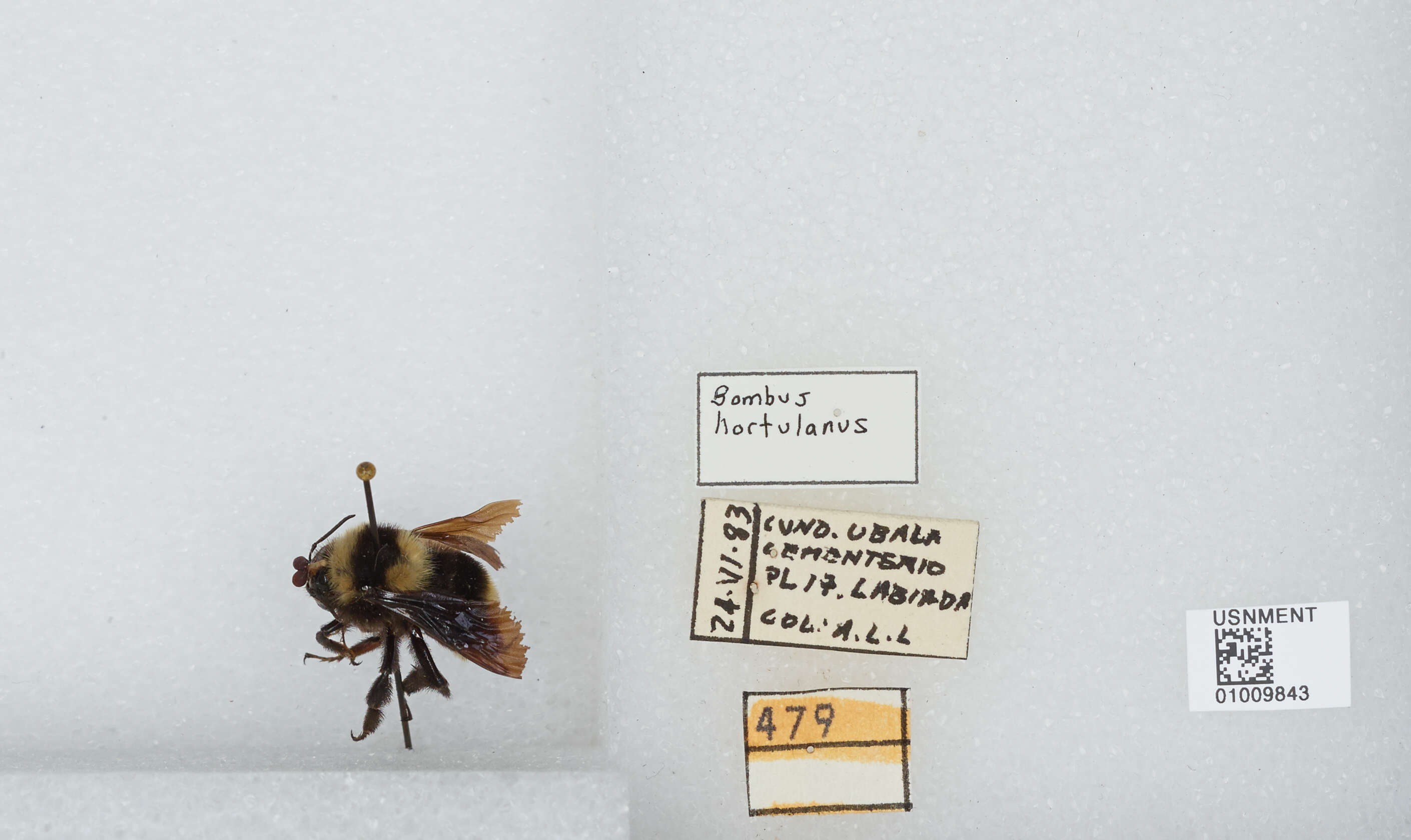 Plancia ëd Bombus hortulanus Friese 1904