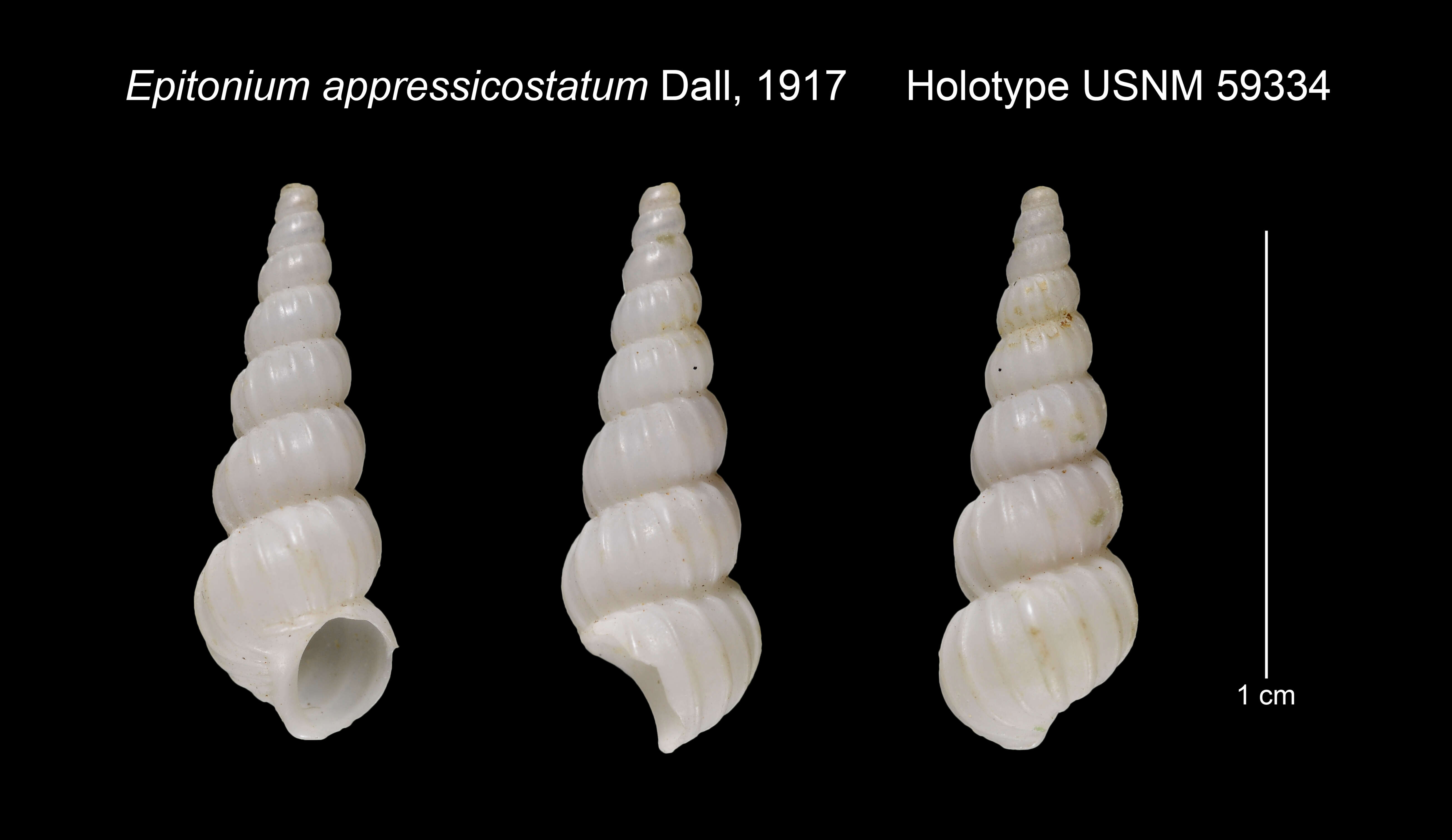 Image of Epitonium appressicostatum Dall 1917