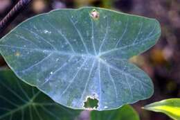 Image of Wild Taro