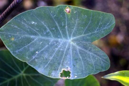 Image of Wild Taro