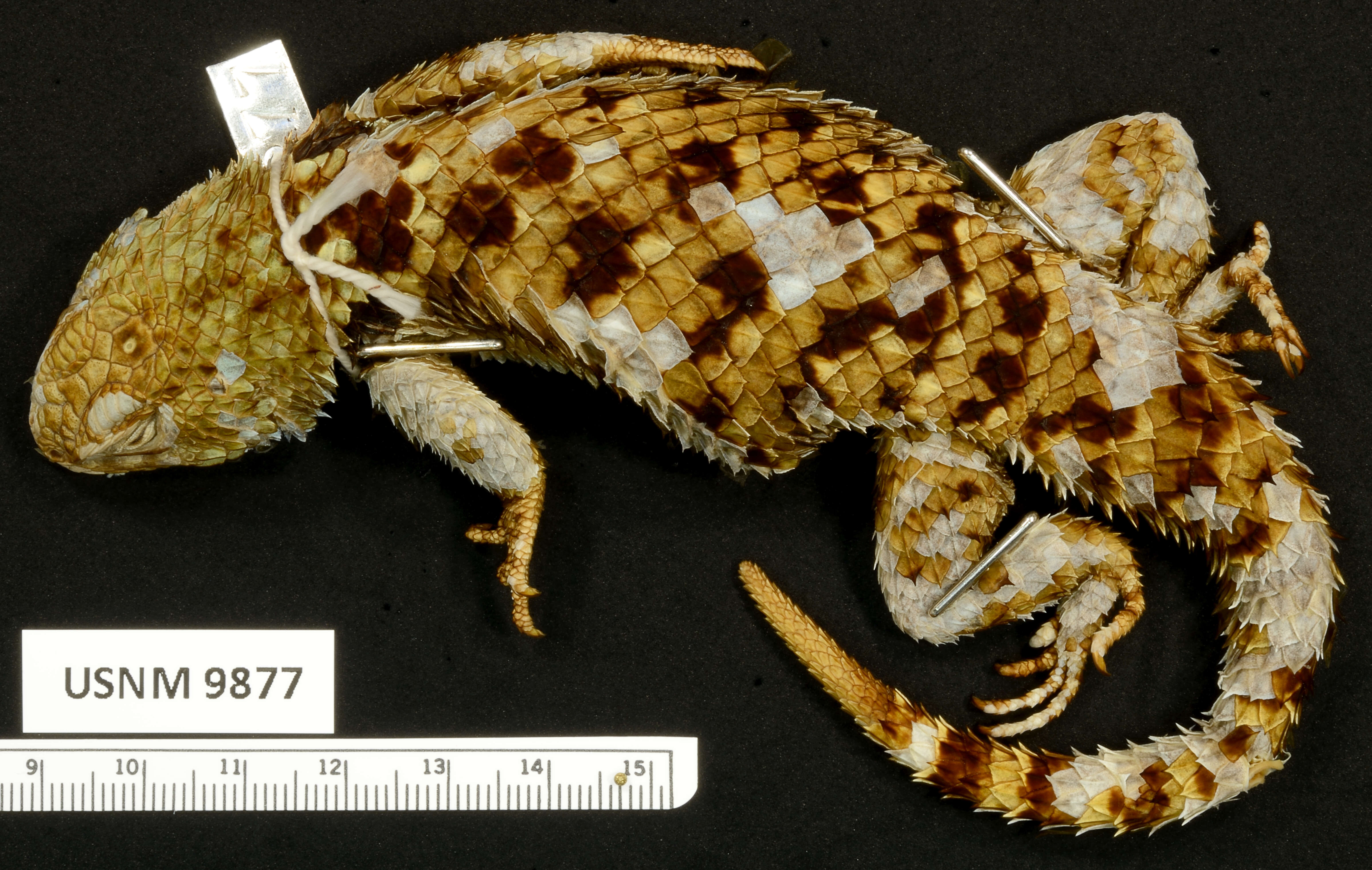 Image of Sceloporus torquatus melanogaster Cope 1885