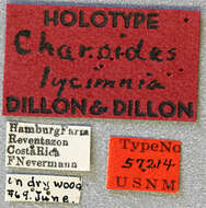 Charoides lycimnia Dillon & Dillon 1945 resmi