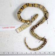 Image of Lampropeltis triangulum (Lacépède 1789)