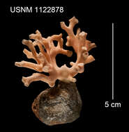 Image de Distichopora borealis Fisher 1938