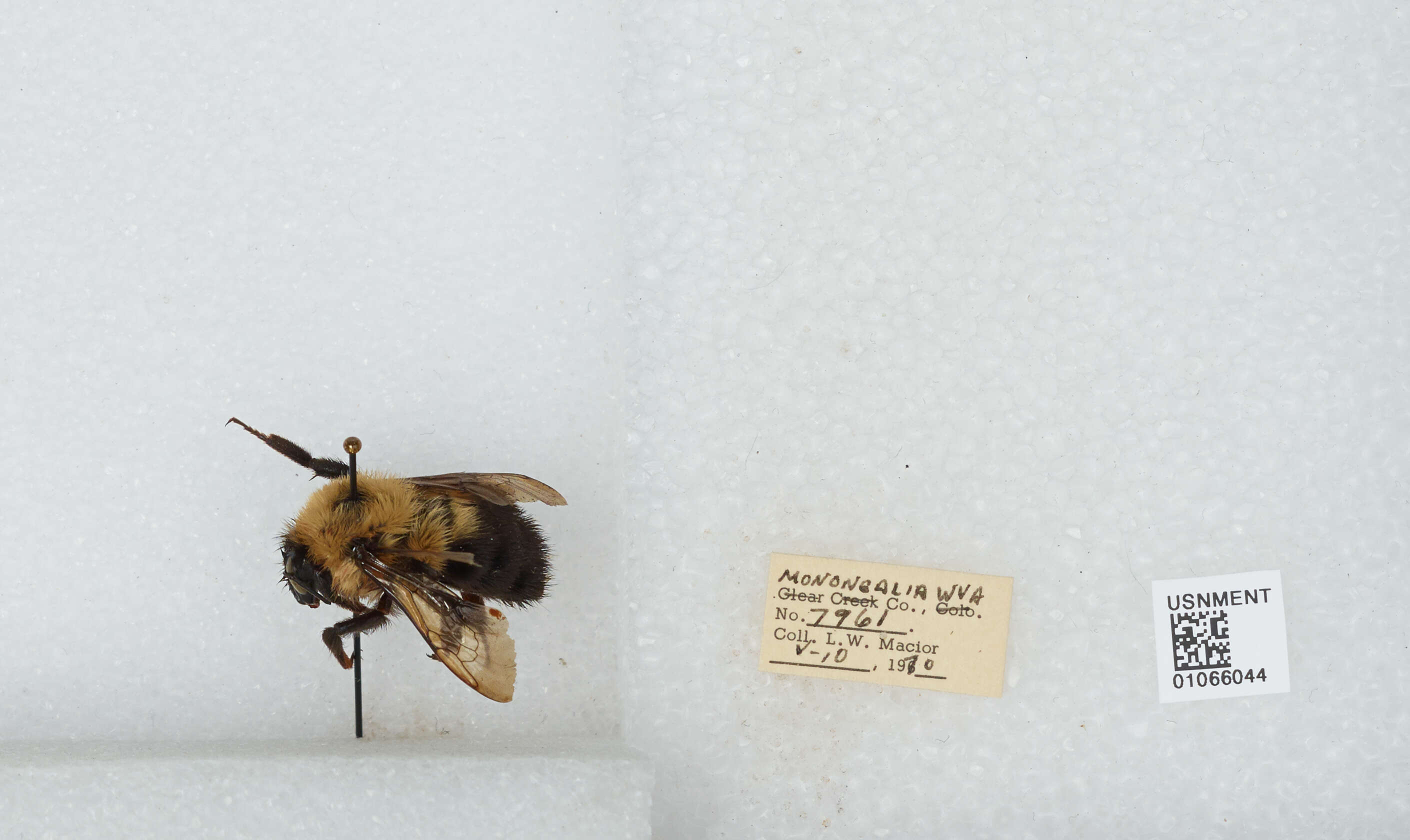 صورة Bombus bimaculatus Cresson 1864