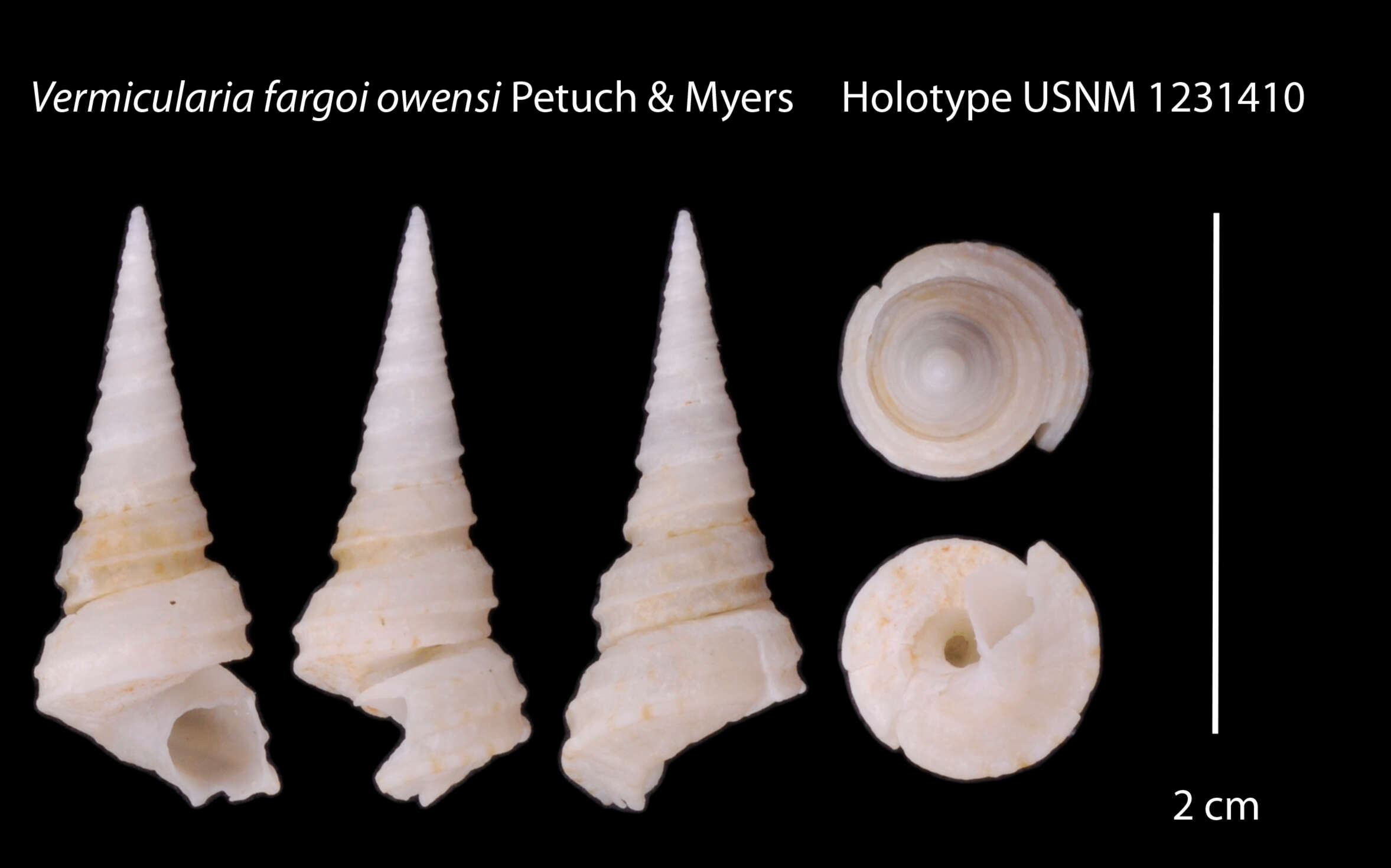 Image of Vermicularia fargoi owensi Petuch & R. F. Myers 2014