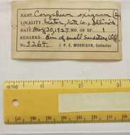 Image of Carychium exiguum (Say 1822)