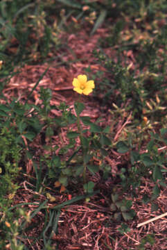 Image of great yellow woodsorrel