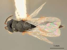 صورة Eurytoma orbicaulis Bugbee 1982