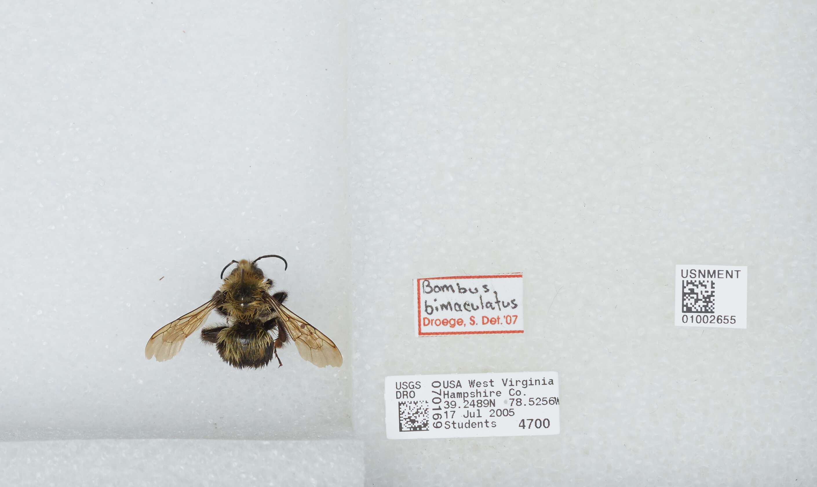 صورة Bombus bimaculatus Cresson 1864