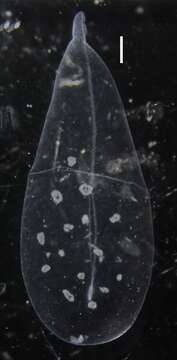 Image of Apolemia lanosa Siebert, Pugh, Haddock & Dunn 2013