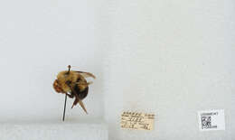 صورة Bombus bimaculatus Cresson 1864