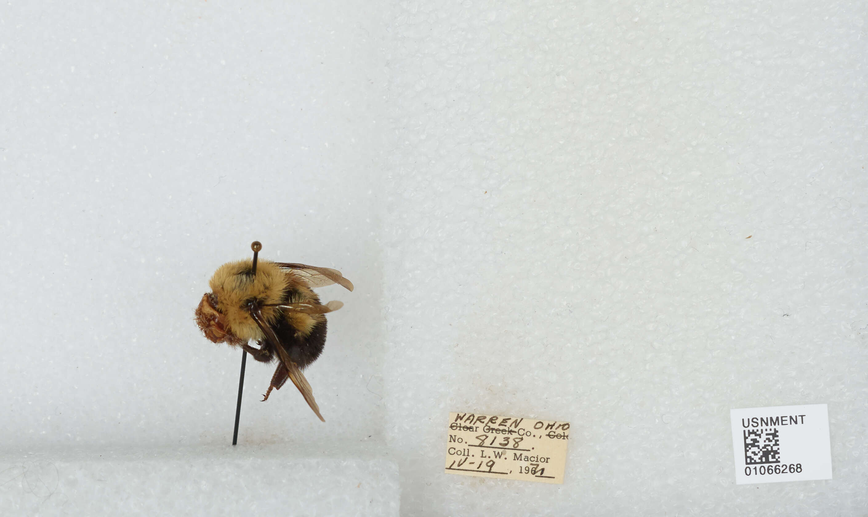 صورة Bombus bimaculatus Cresson 1864