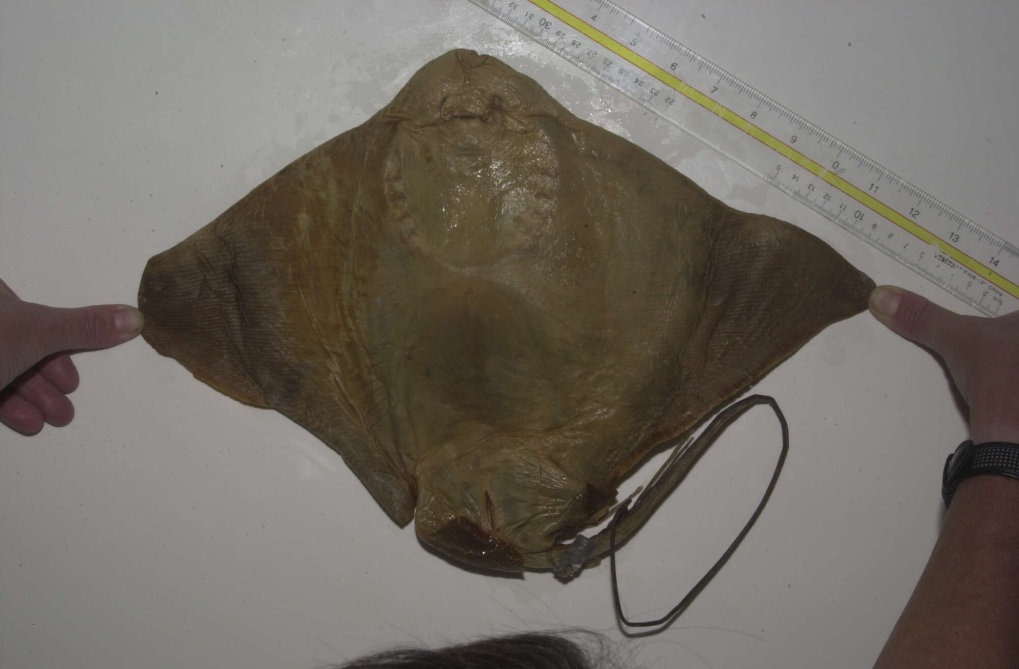 Image of Southern Eagle Ray