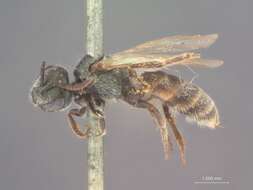 Image of Halictus