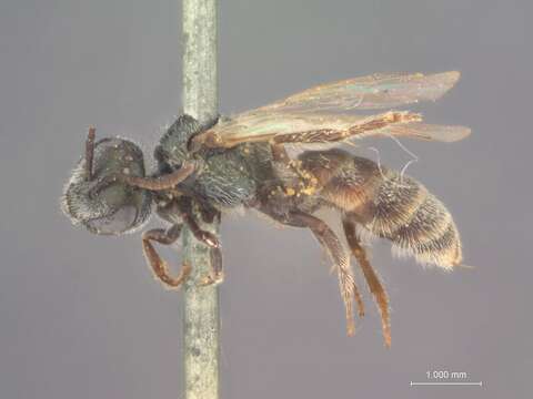 Image of Halictus