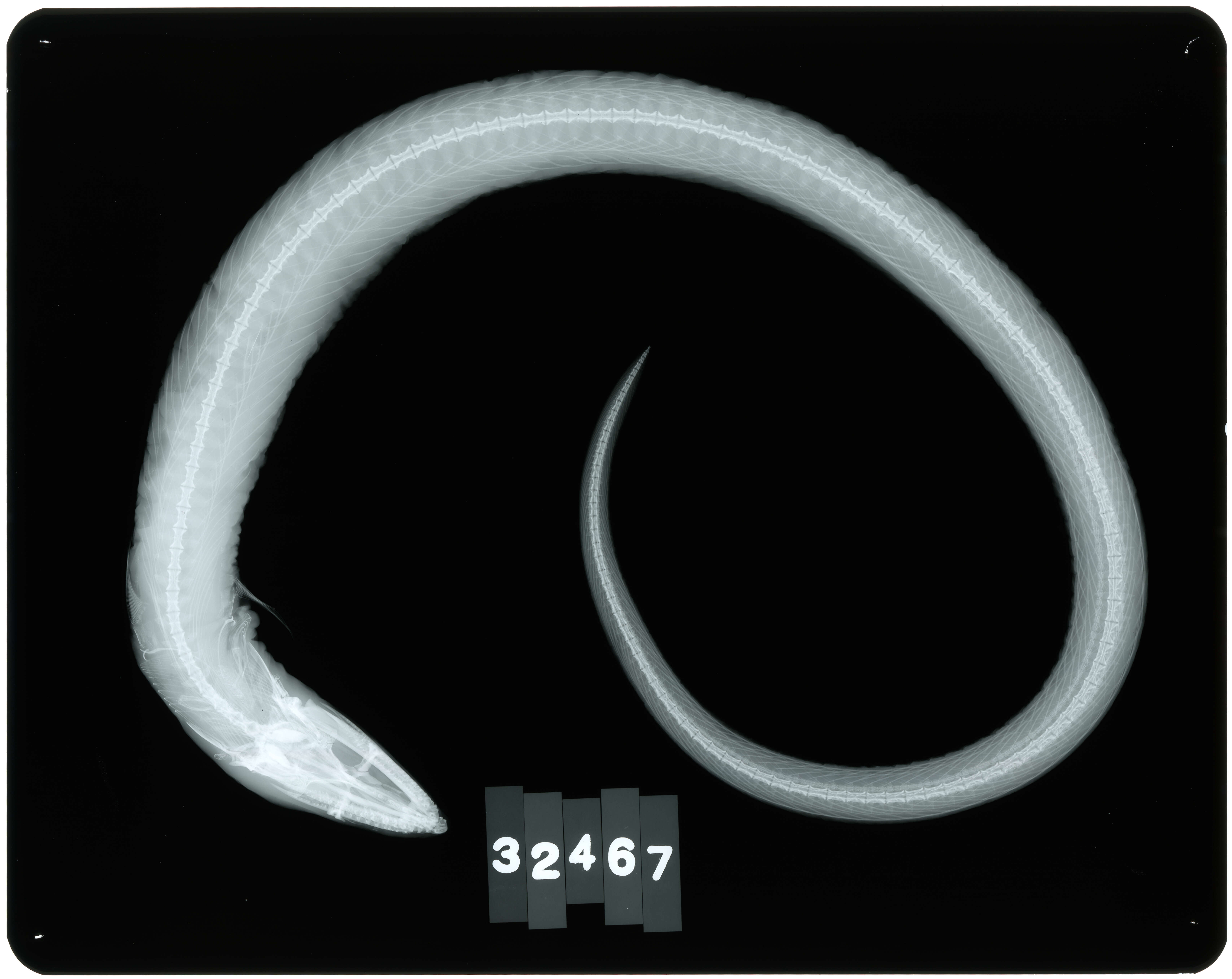 Image of Ophichthys guttifer Bean & Dresel 1884